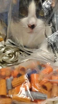 Cat in a bag by a bag of wire nuts Stock Photos