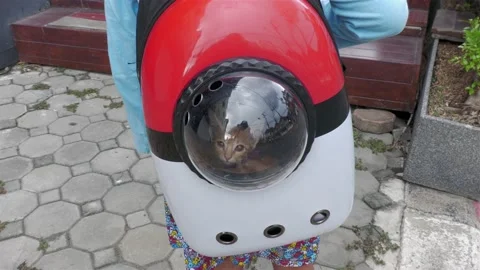 Cat in a Bag Video stock 154954293