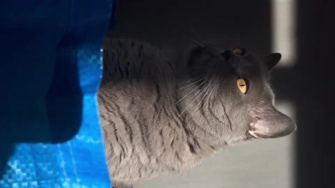 Cat in a bag. A gray British cat sits facing the camera. Stock Footage 195354570