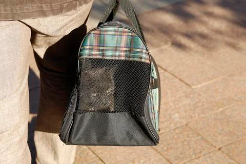 The cat in the bag. Stock Photos