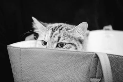 Cat In The Bag 스톡 사진