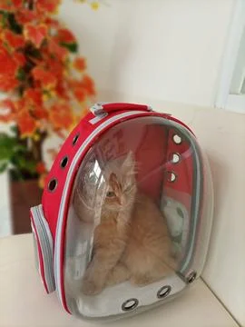 Cat in bag 库存照片