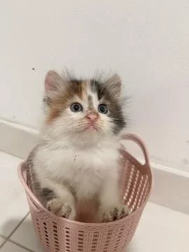 Cat in bag 库存照片