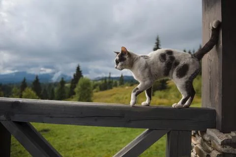 Cat Balancing on Railing with Mountain View Stock Photos