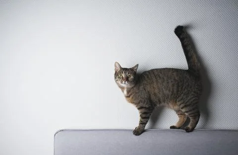 Cat balancing on sofa edge Stock Photos