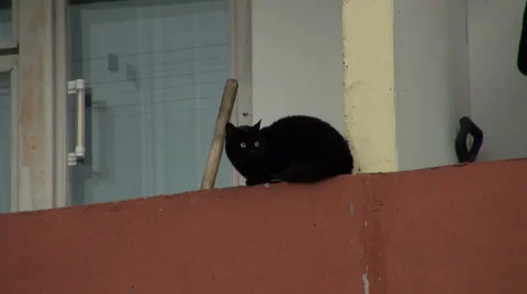 The cat on the balcony Stock Footage 5701456