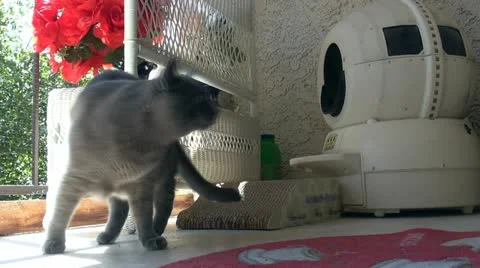 Cat in balcony 스톡 동영상 11018650