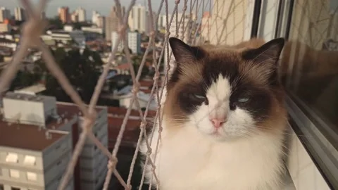 Cat on the balcony Stock Footage