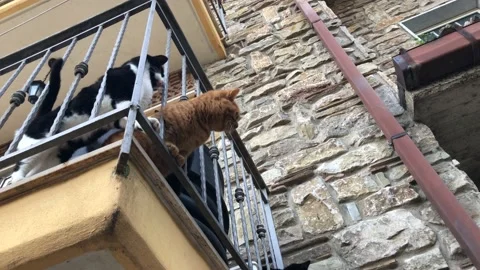 Cat on the balcony Video stock 145414709