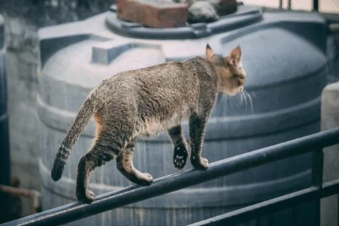 The cat at the balcony Stock Photos