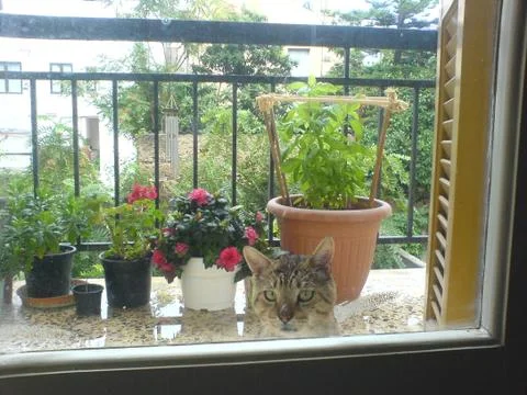 Cat balcony Stock Photos
