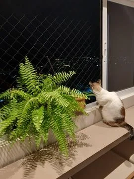 Cat on the balcony Stock Photos