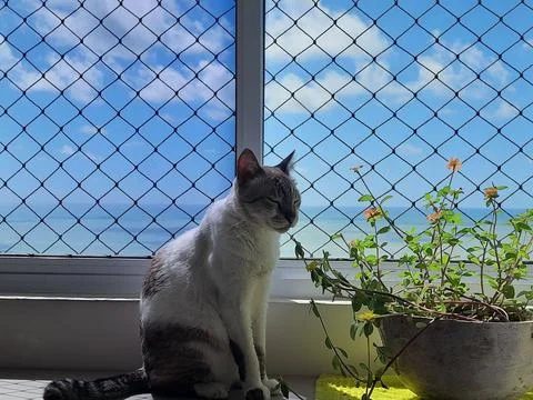 Cat on the balcony Stock Photos