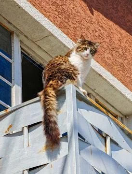 Cat on the Balcony Swing Stock Photos
