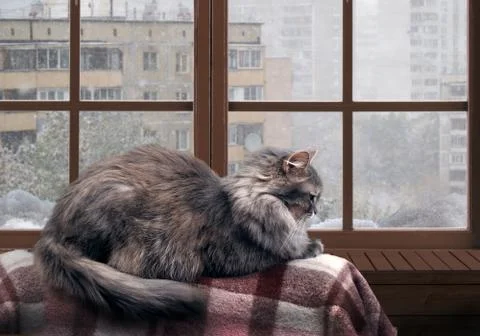 Cat on the balcony at the window. Outside the window, snow, winter. Cat large Stock Photos