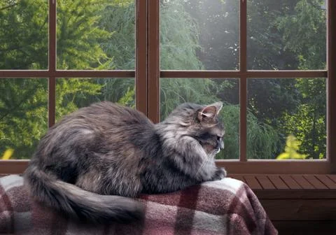 Cat on the balcony at the window. Outside the window, a lot of green trees, t Stock Photos