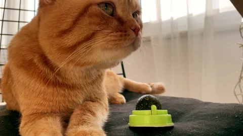 Cat with a ball of catnip Stock Footage 266992768