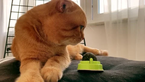 Cat with a ball of catnip Stock Footage 266992849