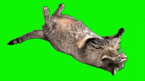 Cat with the ball toy lying Video stock 43160099