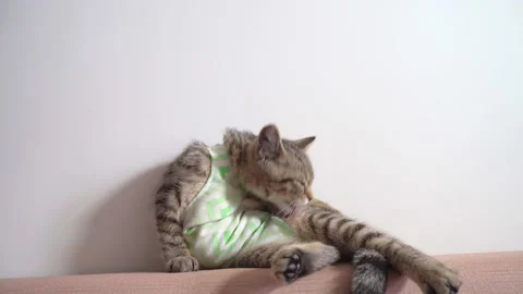 Cat in a bandage Stock Footage 173406656