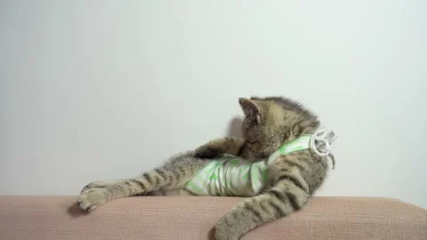 Cat in a bandage Stock Footage 173690094