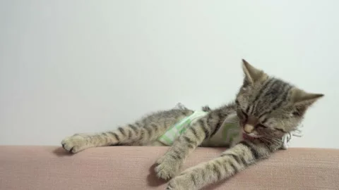 Cat in a bandage Stock Footage 175065007