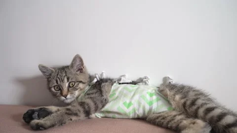 Cat in a bandage Stock Footage 177385142
