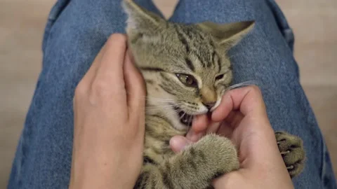 Cat in a bandage Stock Footage 177385776