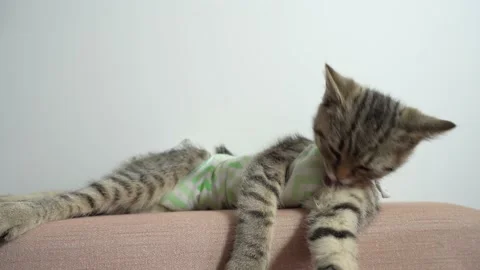 Cat in a bandage Stock Footage 179837788