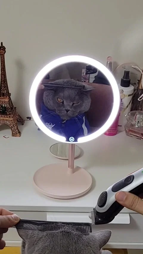 Cat Barber, Moscow Stock Footage 296846678