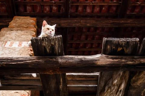 Cat in the barn Stock Photos