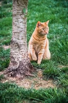 Cat at base of a tree Stock Photos