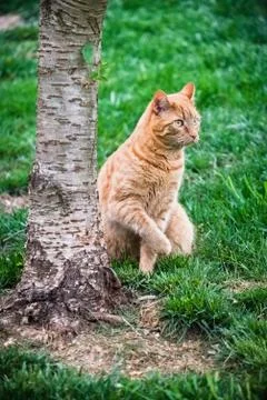 Cat at base of a tree Stock Photos