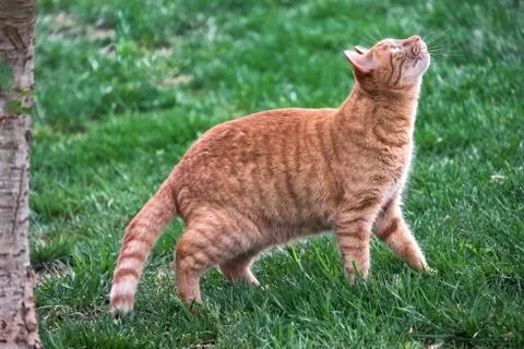 Cat at base of a tree Stock Photos
