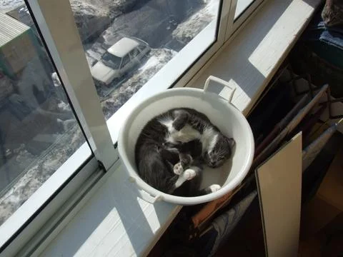 Cat in basin basks in sunlight Stock Photos