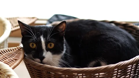 The cat in the basket Stock Footage 121946615
