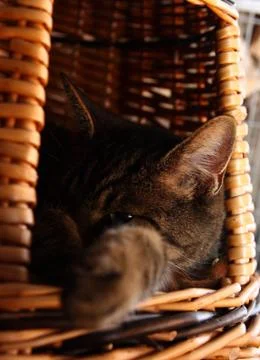 Cat in a basket Stock Photos