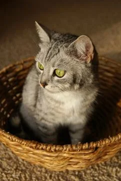 Cat in the basket Stock Photos