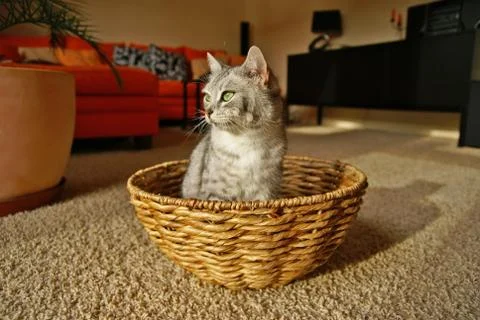 Cat in a basket Stock Photos