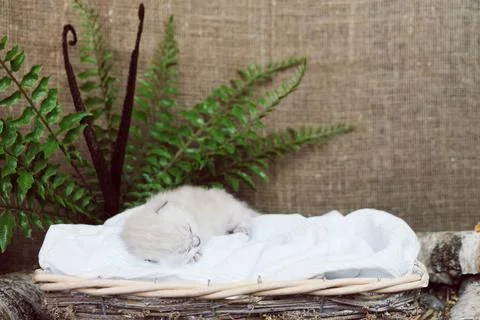 Cat in a basket. Foto stock