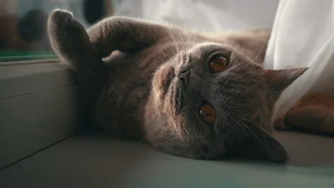 Cat is Basking and Sunbathing on a White Window Sill by the Window Stock Footage 217492937