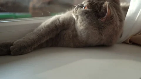Cat is Basking and Sunbathing on a White Window Sill by the Window Stock Footage 217503827