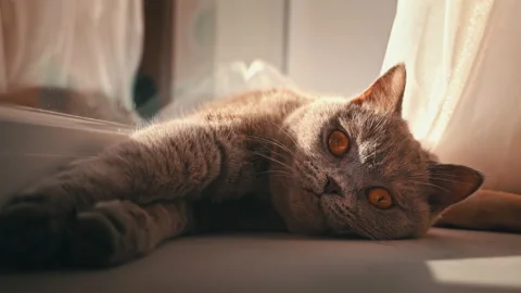 Cat is Basking and Sunbathing on a White Window Sill by the Window Stock Footage 217518983