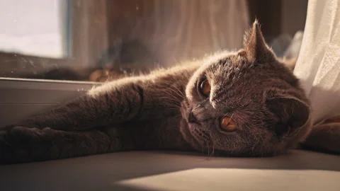 Cat is Basking and Sunbathing on a White Window Sill by the Window Stock Footage 217910880