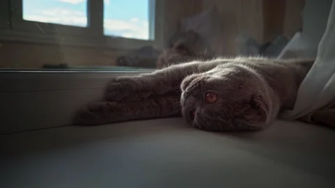 Cat is Basking and Sunbathing on a White Window Sill by the Window Vídeo Stock 217916322