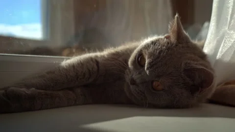 Cat is Basking and Sunbathing on a White Window Sill by the Window Stock Footage 217987348