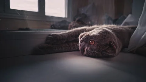 Cat is Basking and Sunbathing on a White Window Sill by the Window Stock Footage 218030064