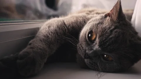 Cat is Basking and Sunbathing on a White Window Sill by the Window Stock Footage 218126587