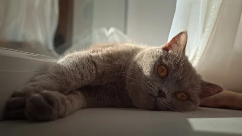 Cat is Basking and Sunbathing on a White Window Sill by the Window Stock Footage 218127991