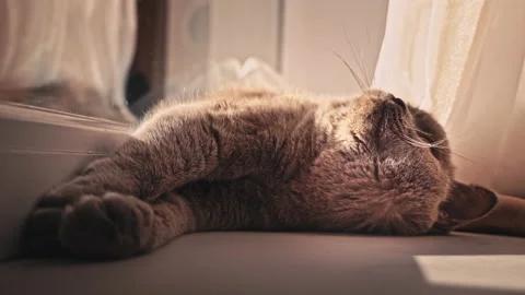 Cat is Basking and Sunbathing on a White Window Sill by the Window Stock Footage 218131084